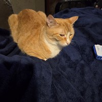 Lost Pet Image