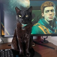 Lost Pet Image