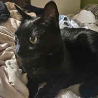 Lost Pet Image