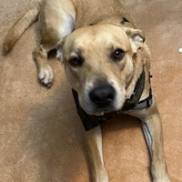 Lost Pet Image