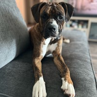 Lost Pet Image