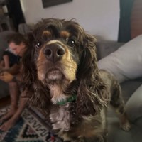 Lost Pet Image