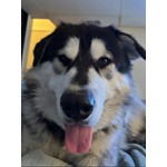 Dakota