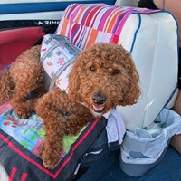 Lost Pet Image