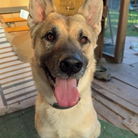 Lost Pet Image