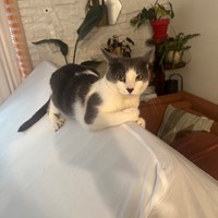 Lost Pet Image