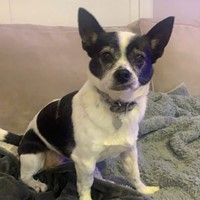 Lost Pet Image