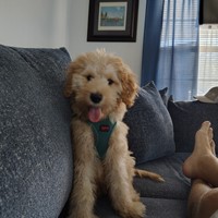 Lost Pet Image