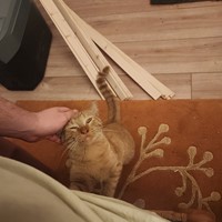 Lost Pet Image