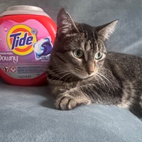 Lost Pet Image