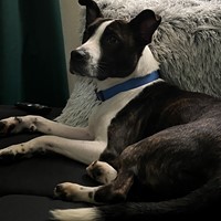Lost Pet Image