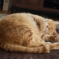 Lost Pet Image