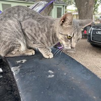 Lost Pet Image