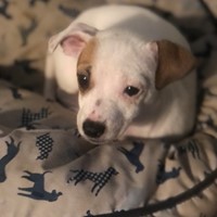 Lost Pet Image