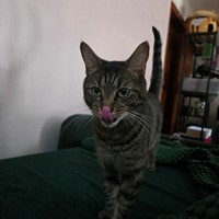 Lost Pet Image