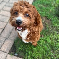 Lost Pet Image