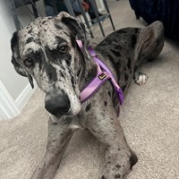 Lost Pet Image