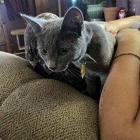 Lost Pet Image