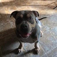 Lost Pet Image