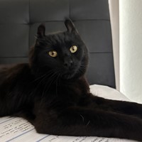 Lost Pet Image