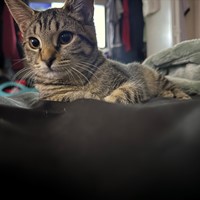 Lost Pet Image