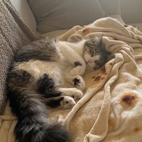 Lost Pet Image
