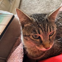 Lost Pet Image