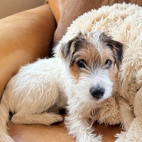 Lost Pet Image
