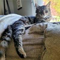 Lost Pet Image