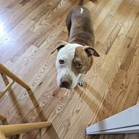 Lost Pet Image