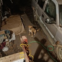 Lost Pet Image