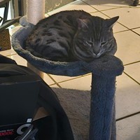 Lost Pet Image