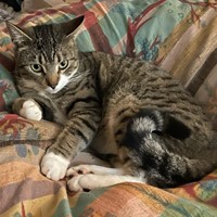 Lost Pet Image