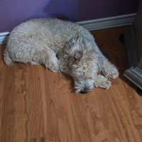 Lost Pet Image