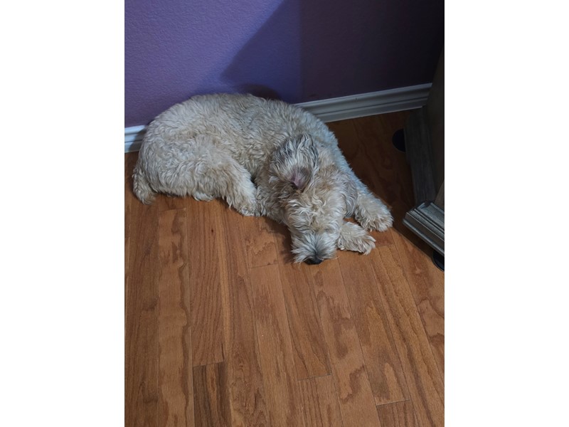 Pet Photo