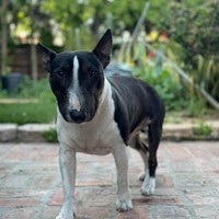 Lost Pet Image