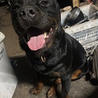 Lost Pet Image