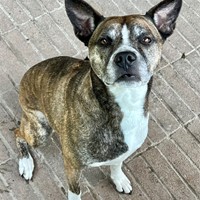 Lost Pet Image