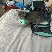 Lost Pet Image