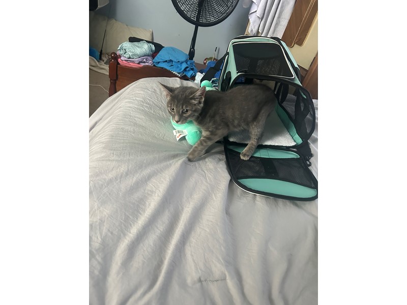 Pet Photo