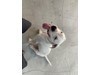 Lost Pet Image