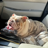 Lost Pet Image