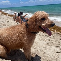 Lost Pet Image