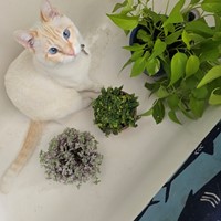 Lost Pet Image