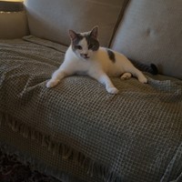 Lost Pet Image