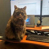 Lost Pet Image