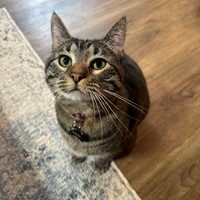 Lost Pet Image