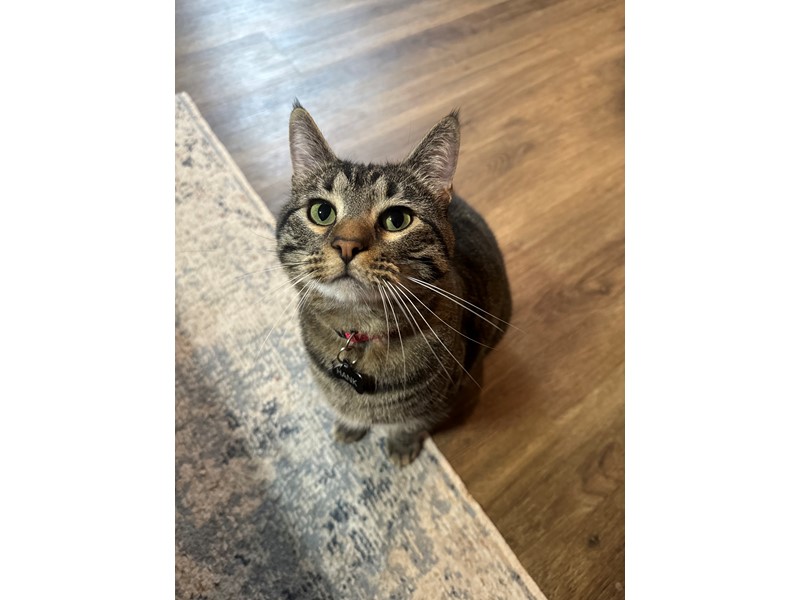 Pet Photo