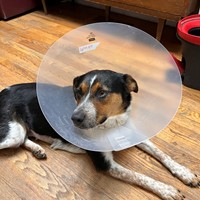Lost Pet Image