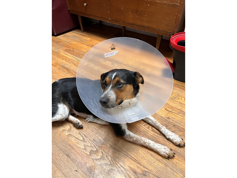 Pet Photo